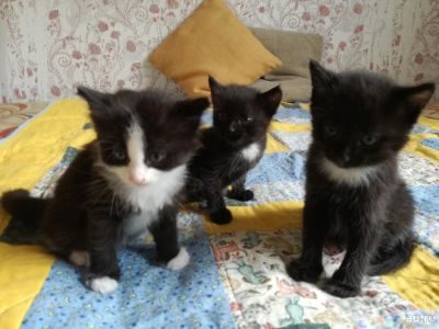 Лот: 10318864. Фото: 1. отдам котят. Кошки, котята