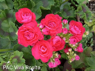 Лот: 14281405. Фото: 1. Пеларгония зональная Viva Rosita... Горшечные растения и комнатные цветы