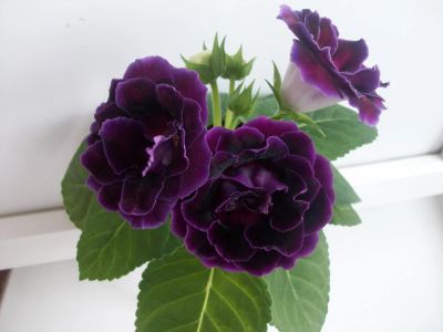 Лот: 4955024. Фото: 1. Глоксиния Silvana Violet! Обильноцветущий... Горшечные растения и комнатные цветы