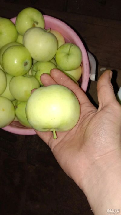 Лот: 14373529. Фото: 1. Яблоки белый налив. Овощи, фрукты, зелень