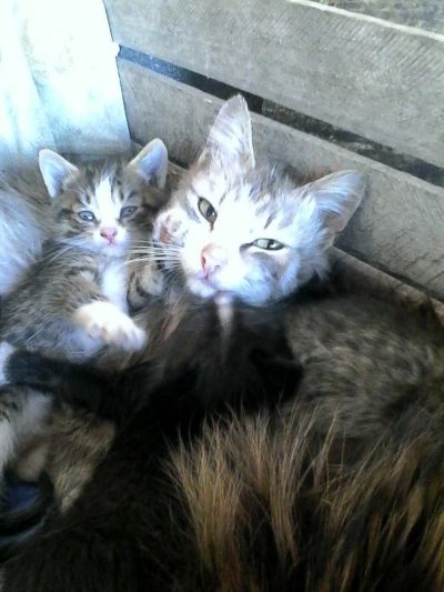 Лот: 7617060. Фото: 1. Отдам котят, мальчики. Кошки, котята