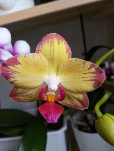 Лот: 9453800. Фото: 1. Орхидея попугай. Горшечные растения и комнатные цветы