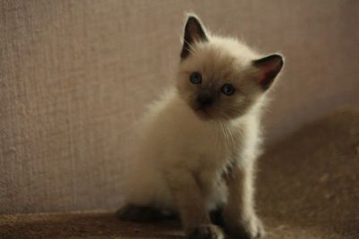 Лот: 24694209. Фото: 1. Отдам котенка. Кошки, котята