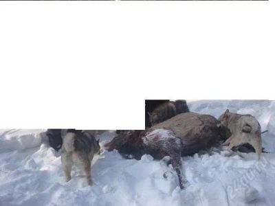 Лот: 1530106. Фото: 1. Продам щенков Заподносибирской... Собаки, щенки