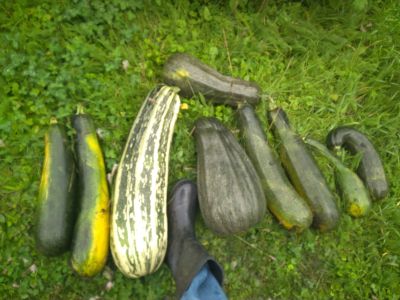 Лот: 14480151. Фото: 1. Кабачки с рубля , примерно -25... Другое (продукты)
