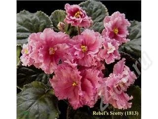 Лот: 545936. Фото: 1. Листики фиалки сорта Rebel's Skotty... Горшечные растения и комнатные цветы