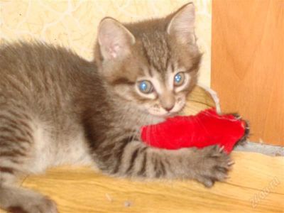 Лот: 2920117. Фото: 1. Отдам котёнка!. Кошки, котята