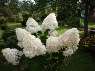 Лот: 11505585. Фото: 1. Гортензия метельчатая Фантом. Декоративные кустарники и деревья
