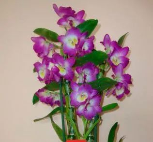 Лот: 19401449. Фото: 1. Орхидея Дендробиум Нобиле "Comet... Горшечные растения и комнатные цветы