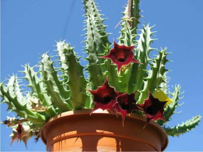 Лот: 16210787. Фото: 1. Гуэрния кенийская (Huernia keniensis... Горшечные растения и комнатные цветы
