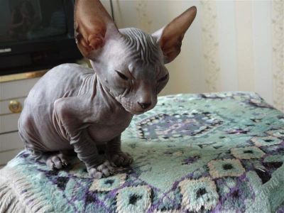 Лот: 947600. Фото: 1. Донской Сфинкс. Остальные животные