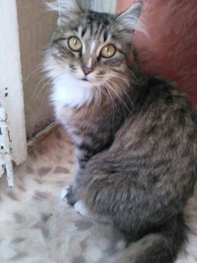 Лот: 8496293. Фото: 1. Кошка мышеловка в хорошие руки. Кошки, котята
