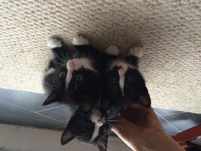 Лот: 4951459. Фото: 1. Подарю котят. Кошки, котята