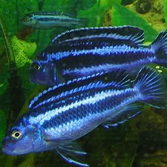 Лот: 5353890. Фото: 1. Меланохромис Йохани (Melanochromis... Рыбки