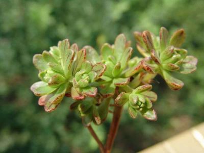 Лот: 11176334. Фото: 1. эониум Aeonium sedifolium миниатюрный... Горшечные растения и комнатные цветы