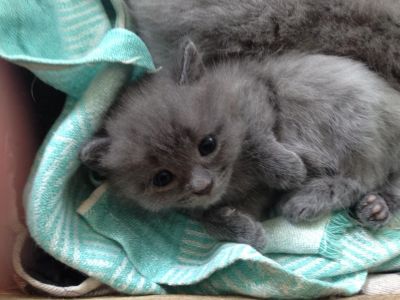 Лот: 2987125. Фото: 1. Британцы. Кошки, котята