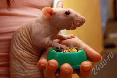 Лот: 498422. Фото: 1. "Голая" крыска сфинкс-дамбо. Возраст... Остальные животные