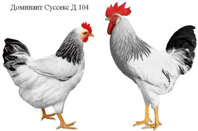 Лот: 11502339. Фото: 1. Инкубационное яйцо Доминант. Другое (растения и животные)
