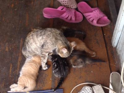 Лот: 4286707. Фото: 1. Котята ищут хозяев!!!(Срочно... Кошки, котята