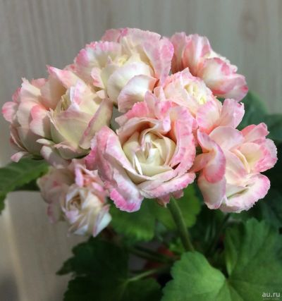 Лот: 14181897. Фото: 1. Пеларгония Exotica Appleblossom. Горшечные растения и комнатные цветы