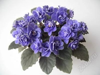 Лот: 1267375. Фото: 1. Фиалка Ness' Crinkle Blue (полумини... Горшечные растения и комнатные цветы