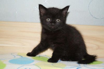 Лот: 3513411. Фото: 1. Шотландский прямоухий черный котик... Кошки, котята
