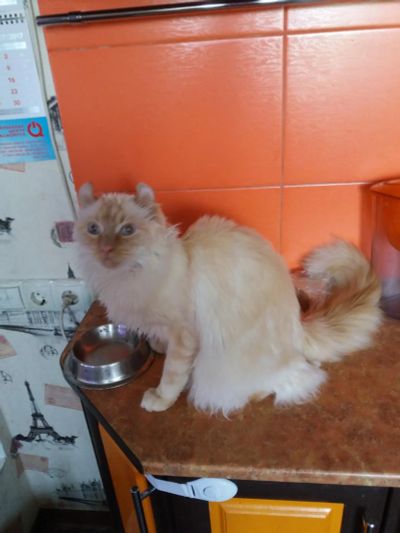 Лот: 9877150. Фото: 1. Кот американский керл. Корма