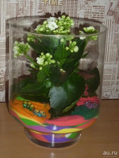 Лот: 9591828. Фото: 1. композиция флорариум "Каланхое... Свежие цветы