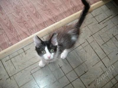 Лот: 98346. Фото: 1. Котята. Остальные животные