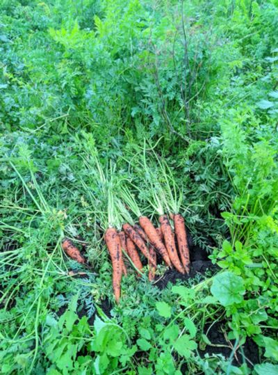 Лот: 11960058. Фото: 1. Морковь (морковка) из Маганска... Овощи, фрукты, зелень