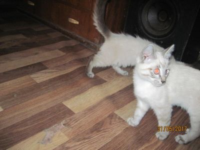 Лот: 9433178. Фото: 1. Мужики. Кошки, котята