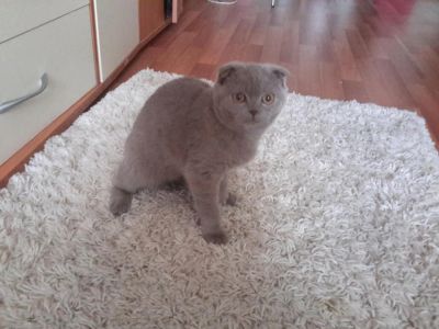 Лот: 8273715. Фото: 1. Девочка Шотландская вислоухая. Кошки, котята