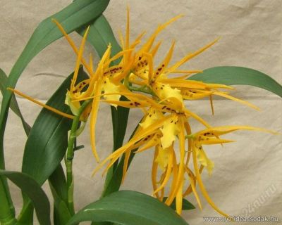 Лот: 967706. Фото: 1. Орхидея Brassada mivada. Горшечные растения и комнатные цветы
