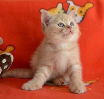 Лот: 4163591. Фото: 1. Шотландский котик страйт) рижий... Кошки, котята
