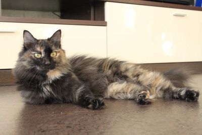 Лот: 5054761. Фото: 1. Кошка Матрёшка:). Кошки, котята