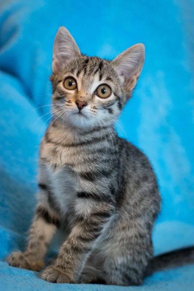 Лот: 9905202. Фото: 1. Котенок, девочка 2 мес. Кошки, котята