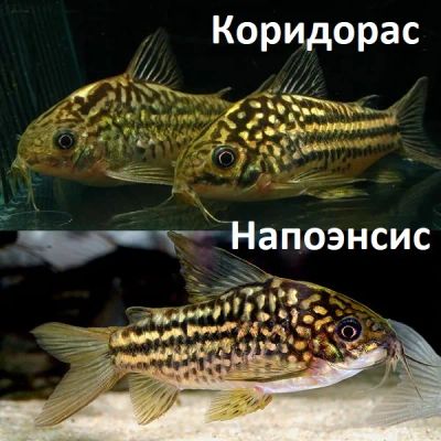 Лот: 25109461. Фото: 1. Напоэнсис сомик коридорас мирный... Рыбки