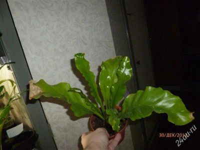 Лот: 2453175. Фото: 1. Асплениум. Горшечные растения и комнатные цветы