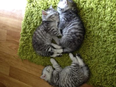 Лот: 4325515. Фото: 1. Британский красавчик. Кошки, котята