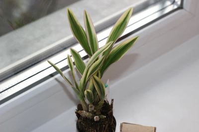 Лот: 9922751. Фото: 1. Карликовый дендробиум ( Dendrobium... Горшечные растения и комнатные цветы