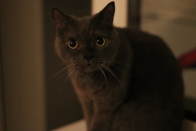 Лот: 3475170. Фото: 1. кот породистый. Разное