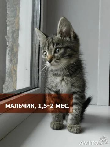 Лот: 3440560. Фото: 1. Славные котята. Кошки, котята