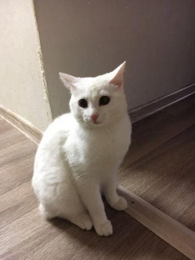 Лот: 10145665. Фото: 1. Продам белого кота. Кошки, котята