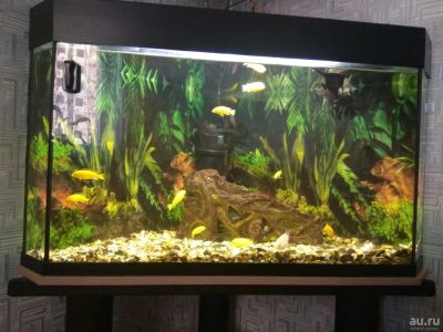 Лот: 13049707. Фото: 1. Рыбки. Рыбки