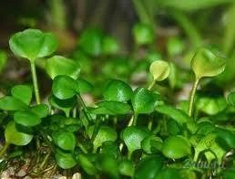 Лот: 1206119. Фото: 1. Marsilea angustifolia. Водные растения