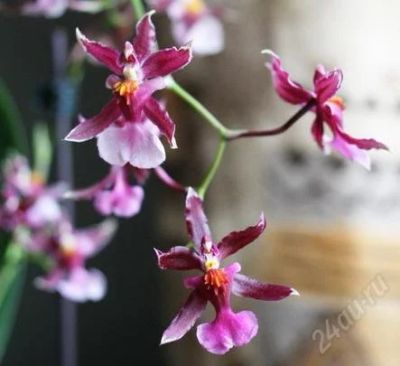 Лот: 1345230. Фото: 1. мильтонидиум орхидея Кетрин Зох. Горшечные растения и комнатные цветы