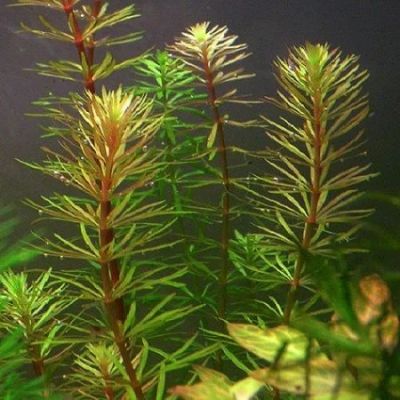 Лот: 6949520. Фото: 1. Ротала бангладеш (Rotala sp... Водные растения