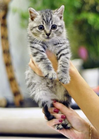 Лот: 3356925. Фото: 1. отдадим в добрые руки котят от... Кошки, котята