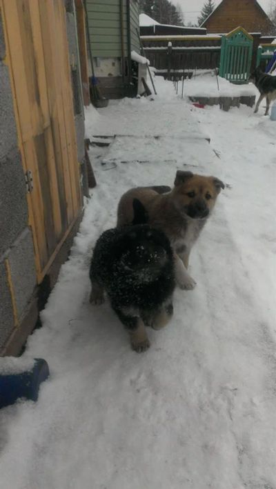 Лот: 3437154. Фото: 1. Отдадим щенков в добрые и заботливые... Собаки, щенки
