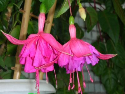 Лот: 3600992. Фото: 1. Фуксия Magenta Magic. Горшечные растения и комнатные цветы